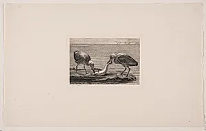 To måger, der æder en fisk