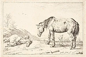 To øg by Paulus Potter