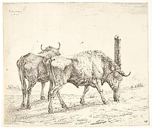 To okser by Karel Du Jardin