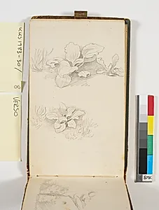 To plantestudier by P.C. Skovgaard