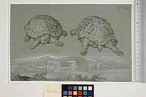 To studier af en skildpadde, og prospekt af en befæstet by ved havet