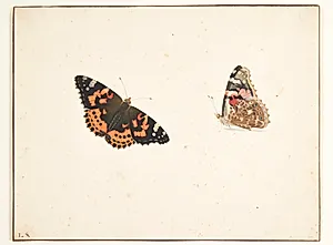 To studier af en tidselfugl (vanessa cardui l.)