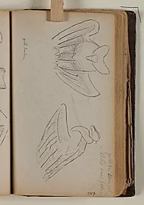 To studier af gribbe, set forfra og fra siden by Niels Larsen Stevns