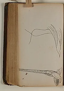 To studier af paradisfugl by Niels Larsen Stevns