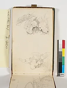 To studier af skræpper. Den ene med farvenotat: "guulgrønt" by P.C. Skovgaard