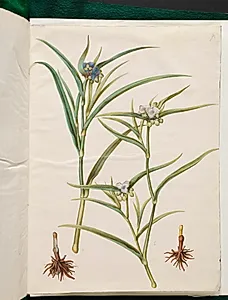 Tradescantia virginiana eller Tradescantia ohiensis (blomsterjøde eller ohio-blomsterjøde) by Hans Simon Holtzbecker