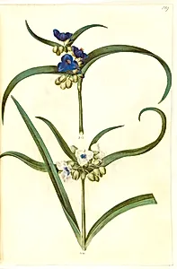 Tradescantia virginiana eller Tradescantia ohiensis (?) (blomsterjøde) by Hans Simon Holtzbecker