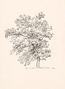 Træ ved Fredensborg by P.C. Skovgaard