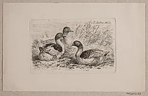 Tre gæs by Madsen, A.P.