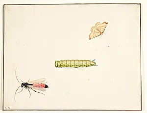 Tre insektstudier by Pieter Holsteyn (I)