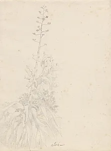 Tre plantestudier by C.W. Eckersberg
