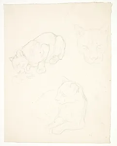 Tre studier af en løveunge by Svend Rathsack