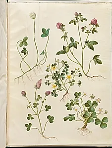 Trifolium repens (hvid-kløver); Trifolium pratense (rød-kløver); Oxalis corniculata (nedliggende surkløver); Trifolium incarnatum (blod-kløver); Oxalis acetosella (skovsyre) by Hans Simon Holtzbecker