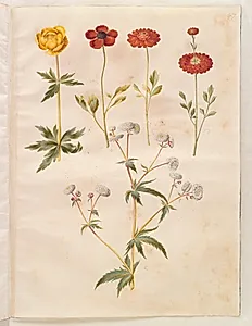 Trollius europaeus (europæisk engblomme); Ranunculus asiaticus (have-ranunkel); Ranunculus aconitifolius (sølvknap-ranunkel) by Hans Simon Holtzbecker
