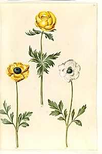 Trollius europaeus (europæisk engblomme); Ranunculus asiaticus (have-ranunkel) by Hans Simon Holtzbecker