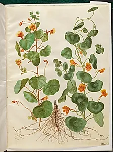 Tropaeolum minus (lille blomsterkarse) by Hans Simon Holtzbecker