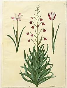 Tulipa clusiana (clusius-tulipan); Fritillaria persica (persisk fritillaria)