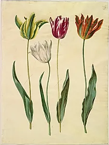 Tulipa gesneriana (have-tulipan) by Hans Simon Holtzbecker