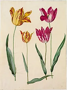 Tulipa gesneriana (have-tulipan)
