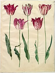 Tulipa gesneriana (have-tulipan)