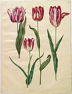Tulipa gesneriana (have-tulipan) by Hans Simon Holtzbecker
