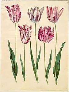 Tulipa gesneriana (have-tulipan) by Hans Simon Holtzbecker