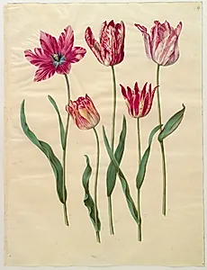 Tulipa gesneriana (have-tulipan)