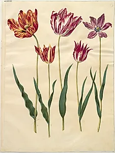Tulipa gesneriana (have-tulipan)