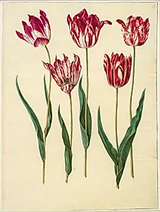 Tulipa gesneriana (have-tulipan) by Hans Simon Holtzbecker