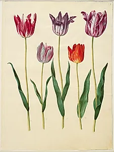 Tulipa gesneriana (have-tulipan) by Hans Simon Holtzbecker