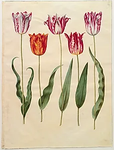 Tulipa gesneriana (have-tulipan) by Hans Simon Holtzbecker