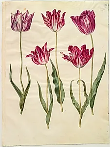 Tulipa gesneriana (have-tulipan) by Hans Simon Holtzbecker
