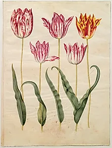 Tulipa gesneriana (have-tulipan) by Hans Simon Holtzbecker
