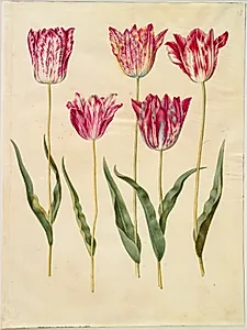 Tulipa gesneriana (have-tulipan) by Hans Simon Holtzbecker