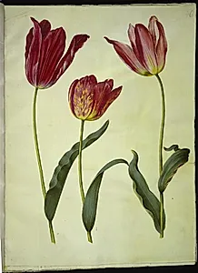 Tulipa gesneriana (have-tulipan) by Hans Simon Holtzbecker