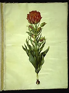 Tulipa gesneriana (have-tulipan) by Hans Simon Holtzbecker