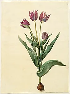 Tulipa gesneriana (have-tulipan) by Hans Simon Holtzbecker