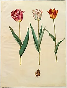 Tulipa gesneriana (have-tulipan) by Hans Simon Holtzbecker