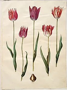 Tulipa gesneriana (have-tulipan) by Hans Simon Holtzbecker
