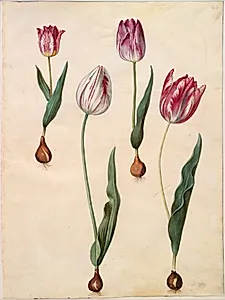 Tulipa gesneriana (have-tulipan) by Hans Simon Holtzbecker
