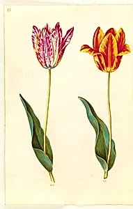 Tulipa gesneriana (have-tulipan) by Hans Simon Holtzbecker
