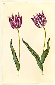 Tulipa gesneriana (have-tulipan) by Hans Simon Holtzbecker