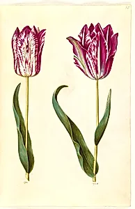 Tulipa gesneriana (have-tulipan) by Hans Simon Holtzbecker