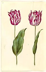 Tulipa gesneriana (have-tulipan) by Hans Simon Holtzbecker