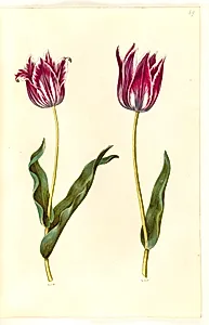 Tulipa gesneriana (have-tulipan) by Hans Simon Holtzbecker