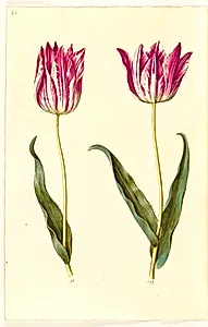 Tulipa gesneriana (have-tulipan) by Hans Simon Holtzbecker