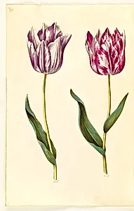 Tulipa gesneriana (have-tulipan) by Hans Simon Holtzbecker