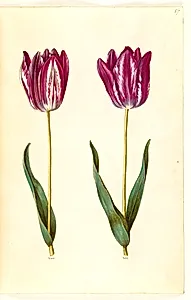 Tulipa gesneriana (have-tulipan) by Hans Simon Holtzbecker