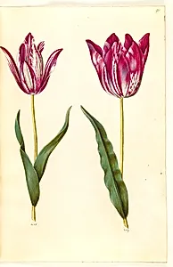 Tulipa gesneriana (have-tulipan) by Hans Simon Holtzbecker