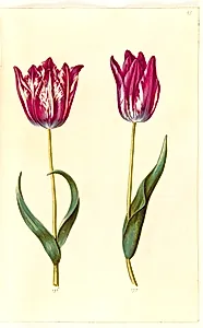 Tulipa gesneriana (have-tulipan) by Hans Simon Holtzbecker
